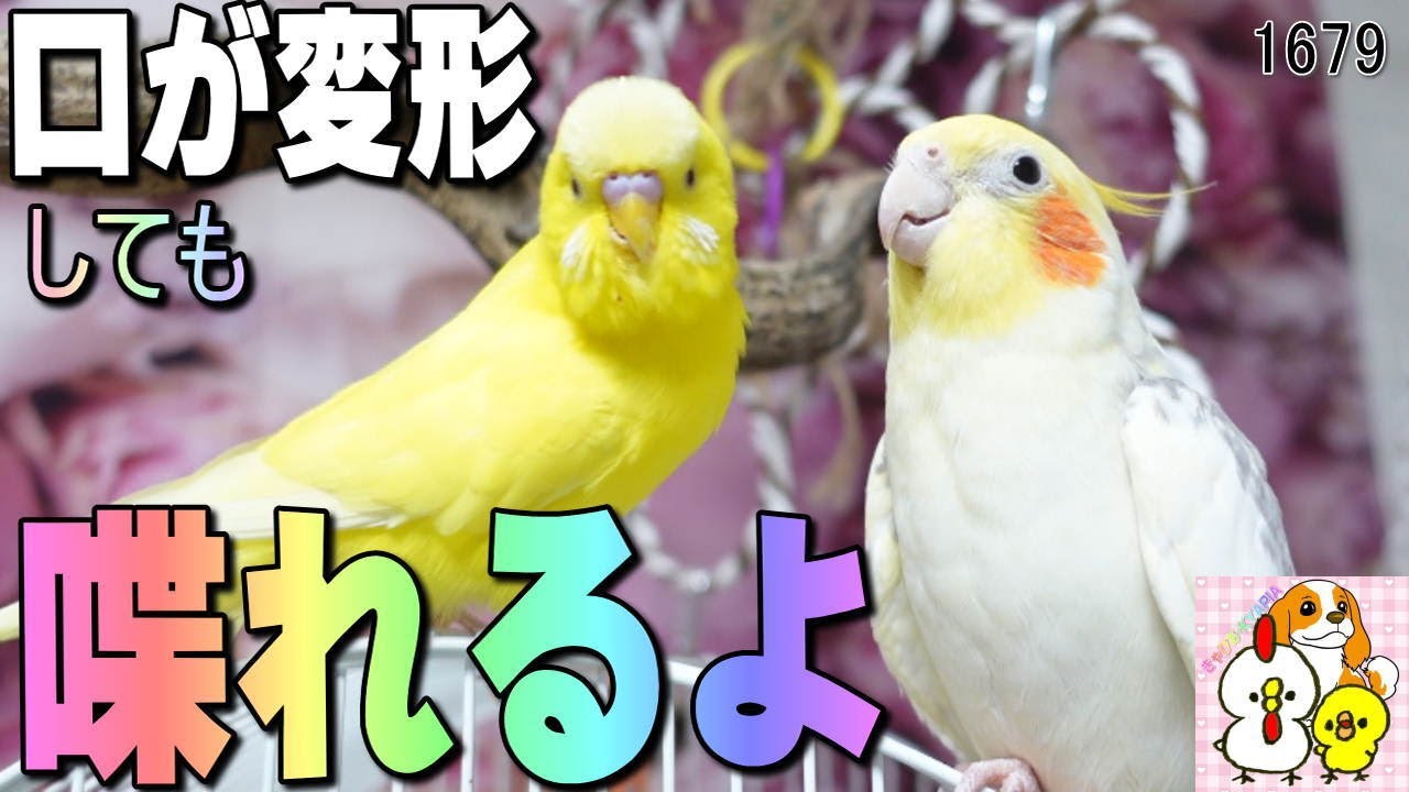 嘴が変形したセキセイインコのお喋り、しかし...｜Budgerigars can still talk even if their beaks are deformed.　#1679