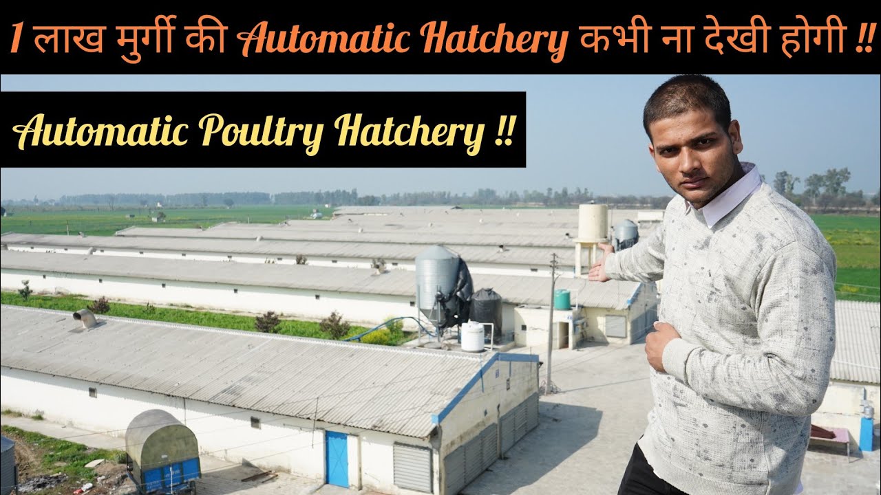 Automatic Poultry Hatchery || 1 लाख मुर्गी की Hatchery ना देखी होगी || Hello Kisaan