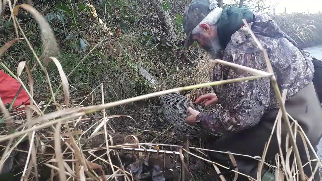 Mink Trapping Tips, Using Cage Traps.