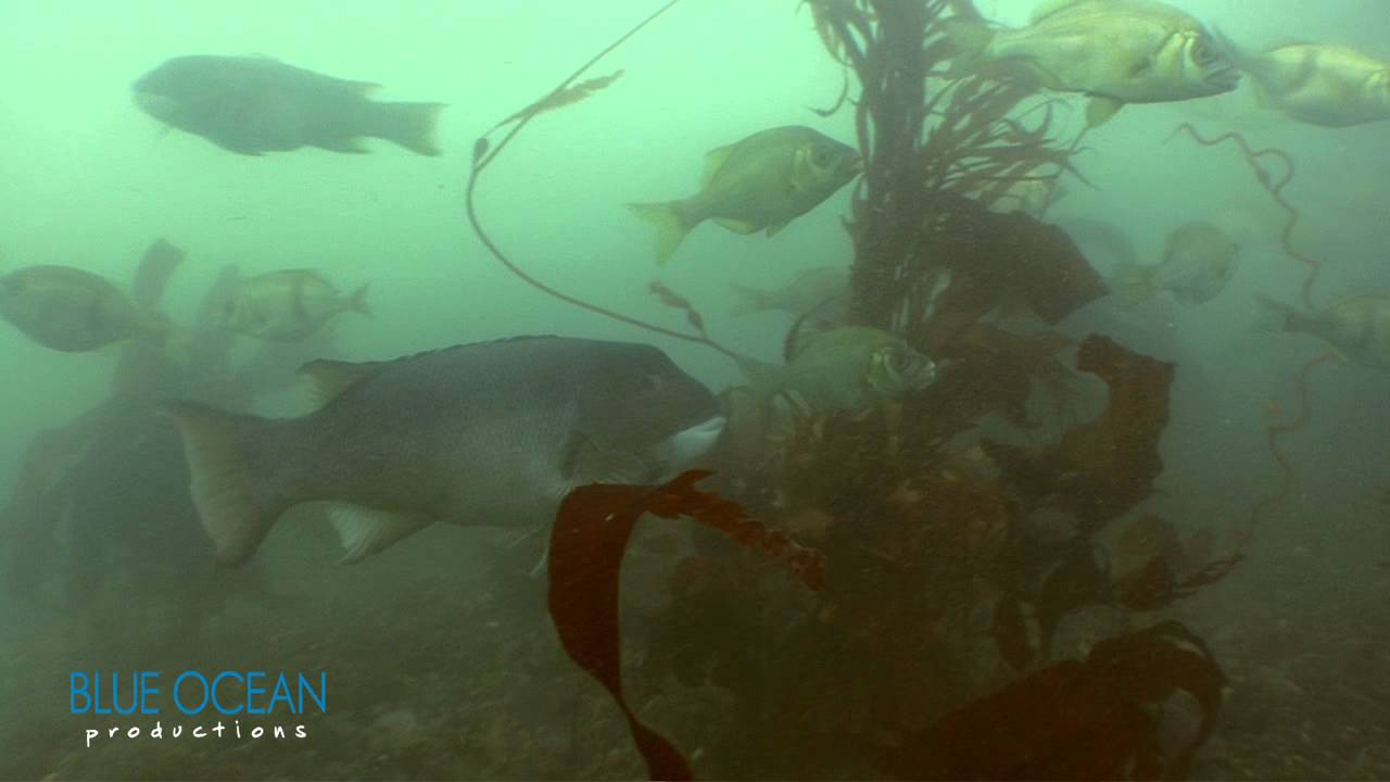 Kayak dive at Carp Reef, Carpinteria, CA