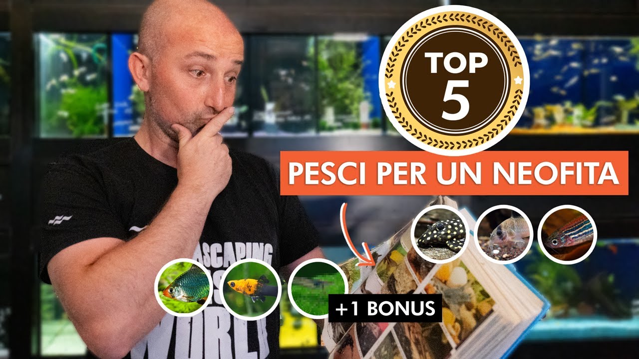 Come scegliere i PRIMI PESCI per l’acquario 🐟 | TOP 5 (+1 bonus) pesci per neofiti