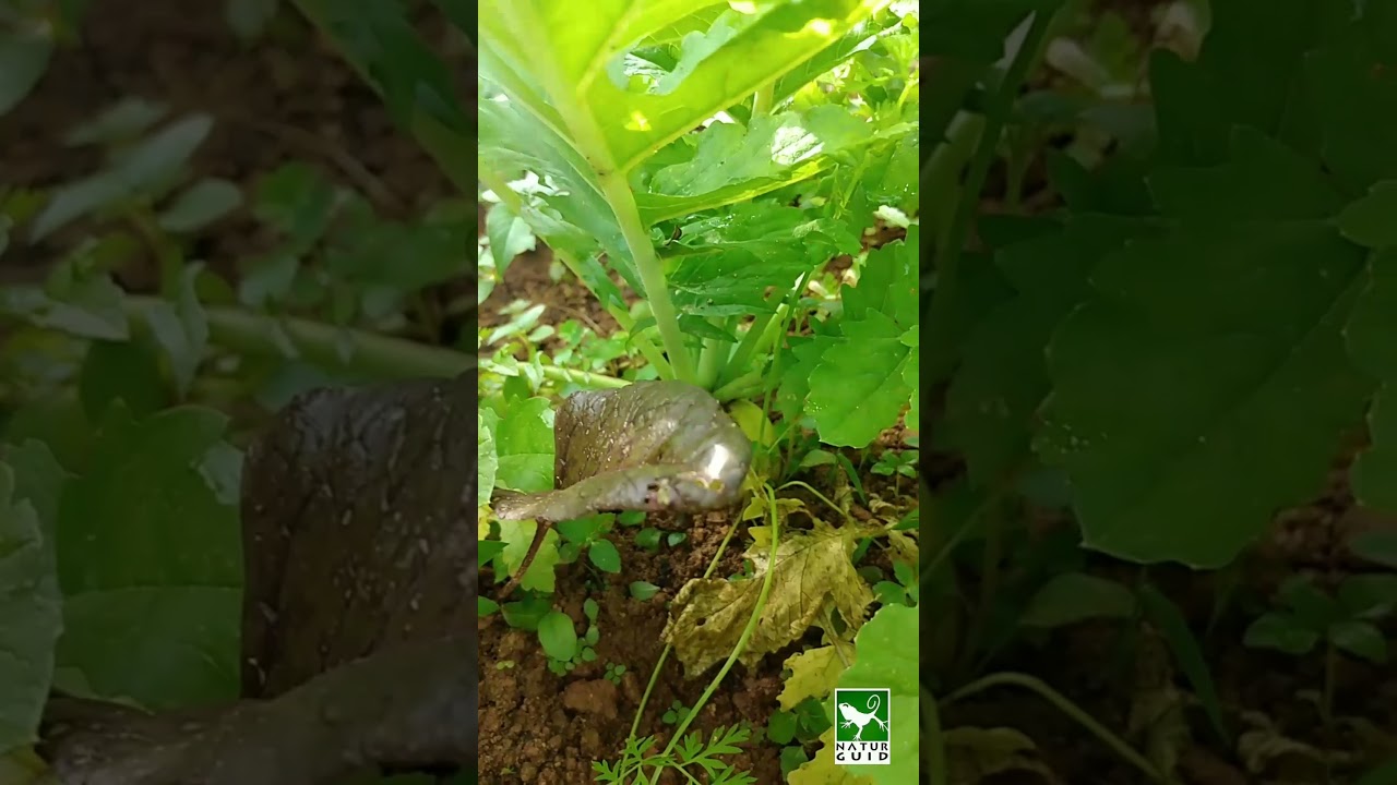 Organic farming #shorts | Organic Radish farming
