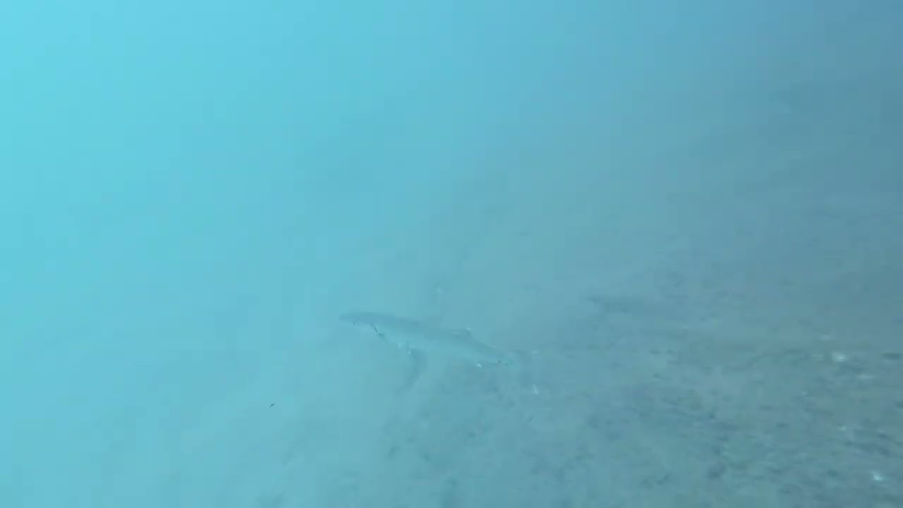 Snorkeling at Playa Forti, Curaçao - December 2025