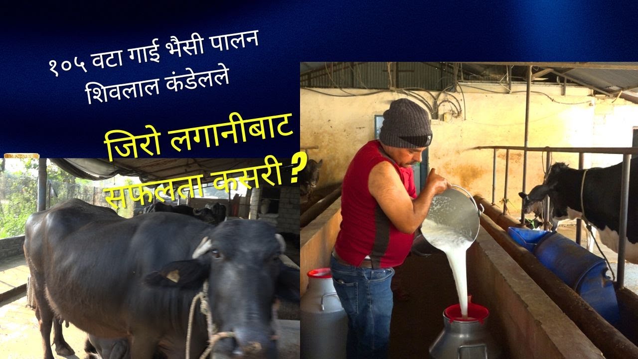 गाईपालनबाट मानप्रतिष्ठा र आम्दानी लिदै चितवन गौरीगञ्जका सफल कषक शिवलाल कंडेल /आर्दश पशुपालन फर्म