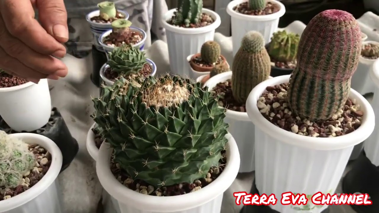 CEK HARGA TANAMAN HIAS KAKTUS DAN SUCCULENT