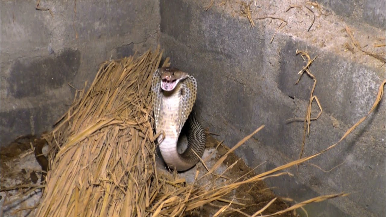 Cobra Venomous Snake Rescue In Warishpur, Randia, Bhadrak, Odisha