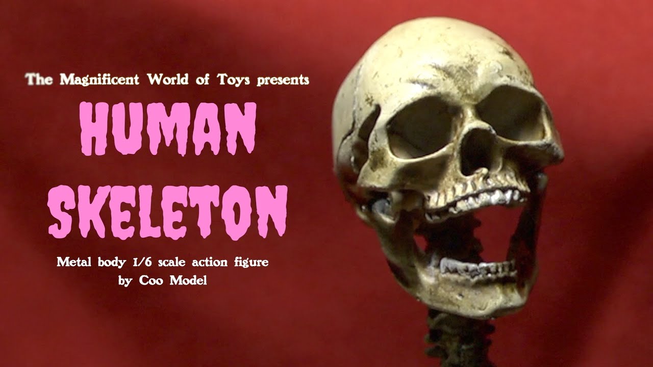 Coo Models 1:6 Scale Human Skeleton figure