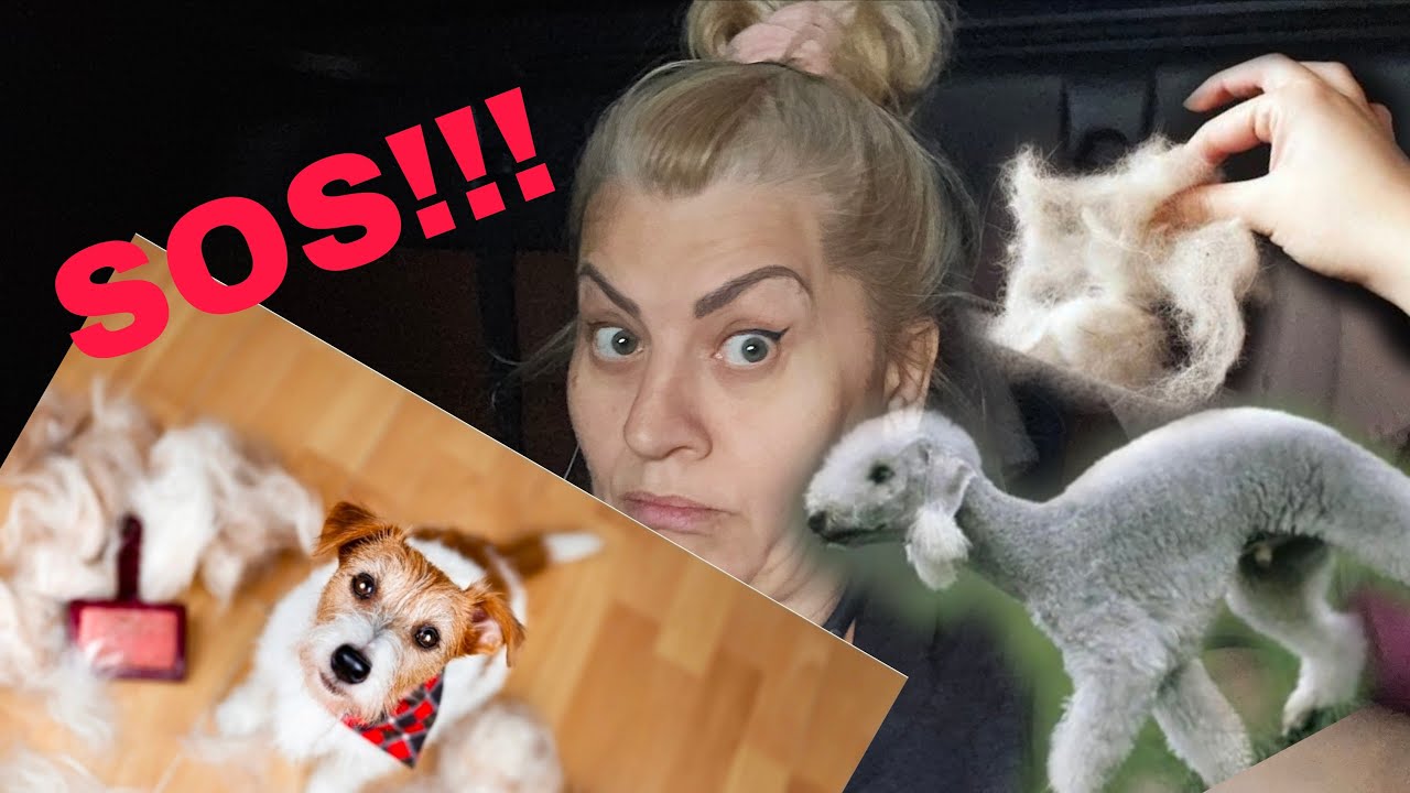 Что делать , если я Animals Free? Прости Рустам.