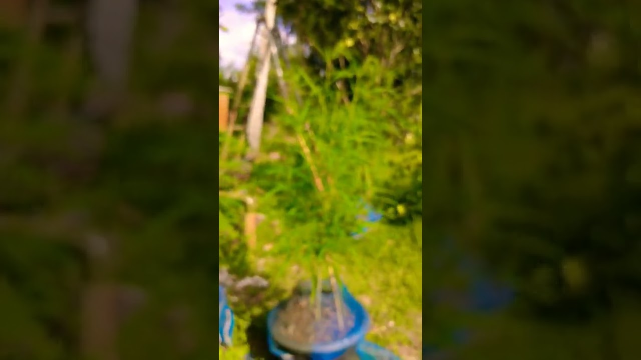 Sativa Thai landrace 50day