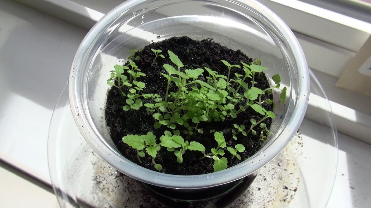 Stinging Nettle  .. part III .... 26 days after seeding .. 😁 ..  20190414130930