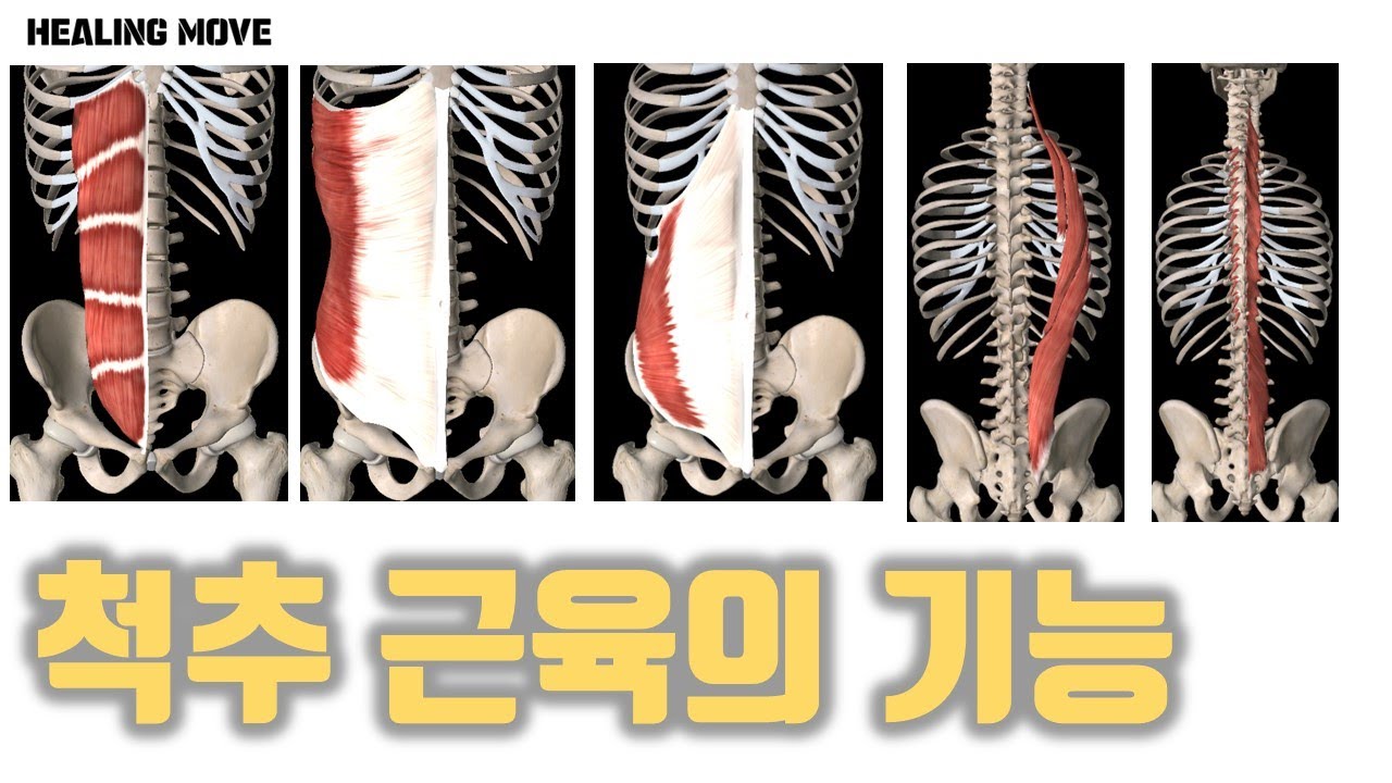 척추근육의 핵심 기능해부학 / 복근, 척추기립근
