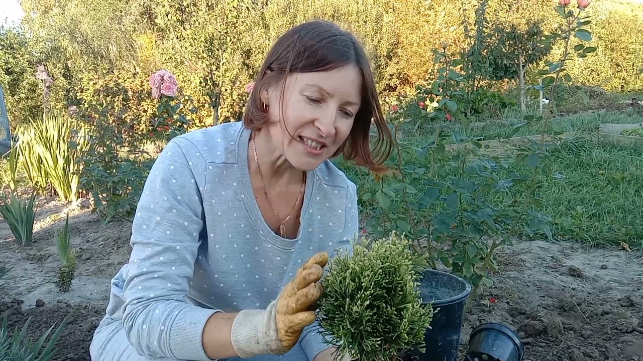 Шаровидные туи Mirjam,Anniek, Danica, Rheingold, Meinere's Zwerg, Miss Frosty.Обзор и посадка.