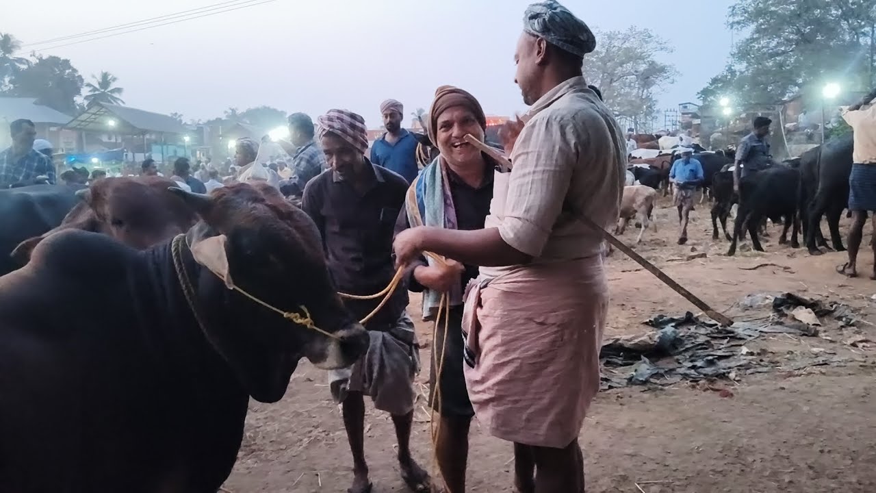 22/01/26 വാണിയംകുളം കന്നുകാലി ചന്ത