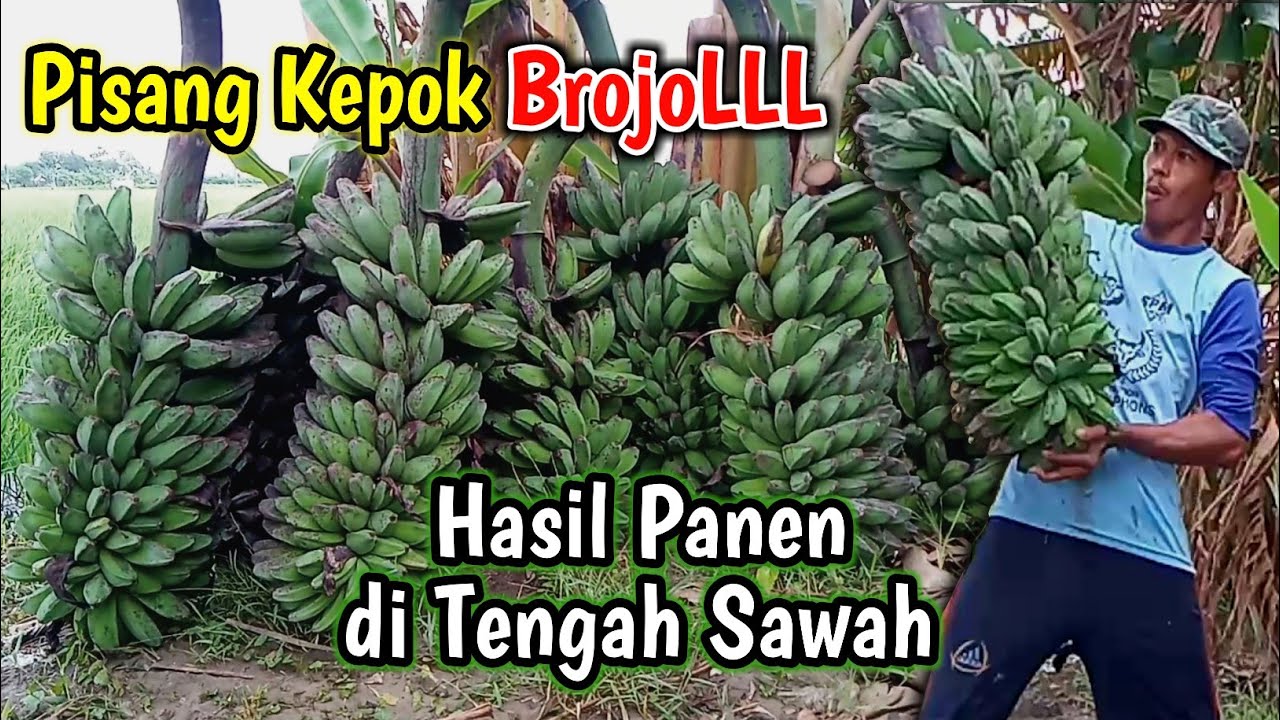 Memanen Pisang Kepok Tanjung [ Brojol ] dikebun pisang tengah sawah