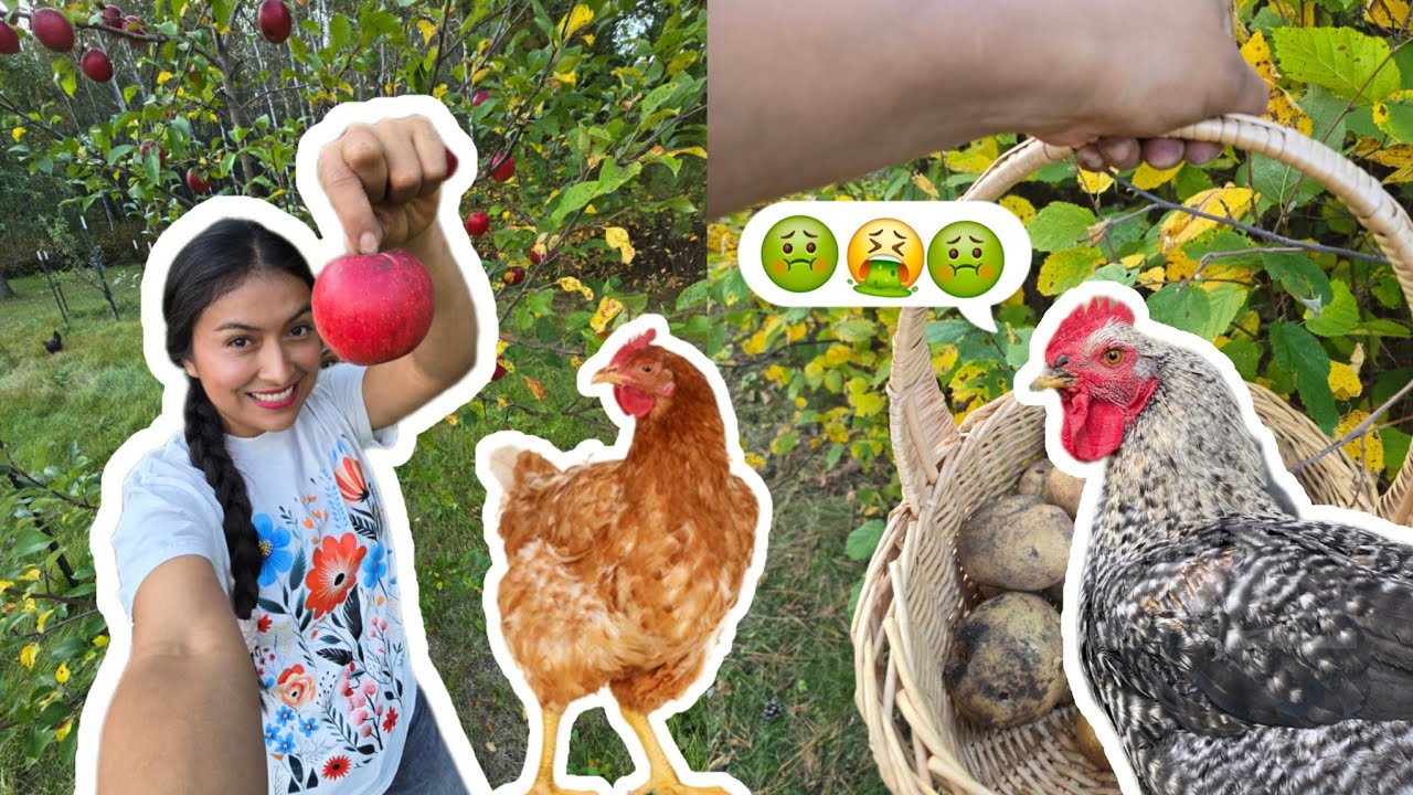 ESTO HICIERON  LOS POLLOS A LA BODEGA DE ALEX  🤢🐥🤢|  Cosechando papa🥔🥔