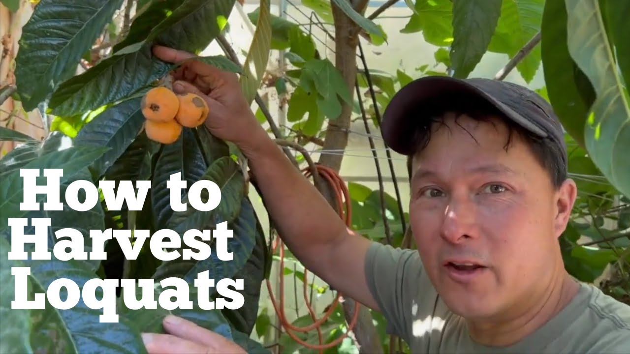 How to Harvest & Store Sweet, Ripe Loquats Every Single Time