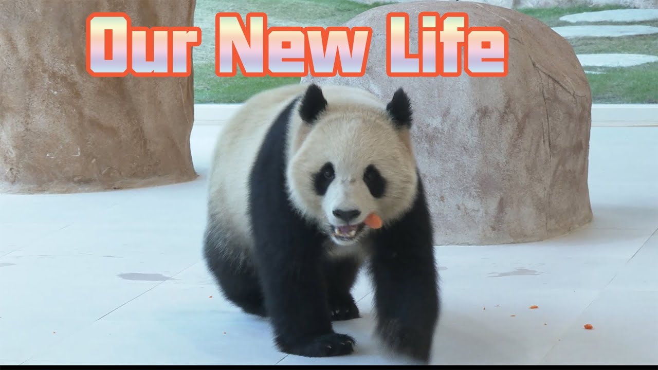 The Life Of Panda Si Hai And Jing Jing In Qatar | iPanda
