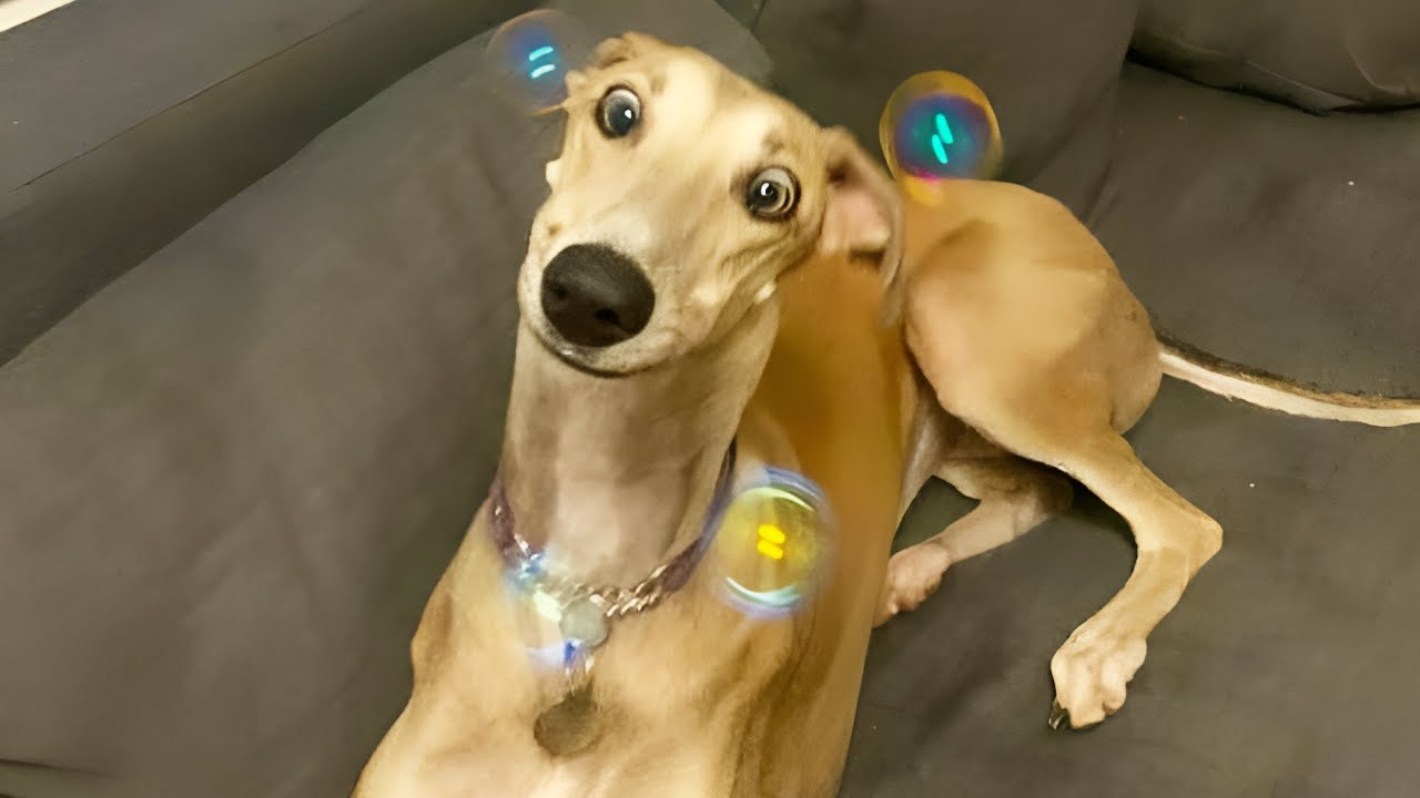 When Animals Act Overdramatic and Silly 😹 Funniest Animal Videos