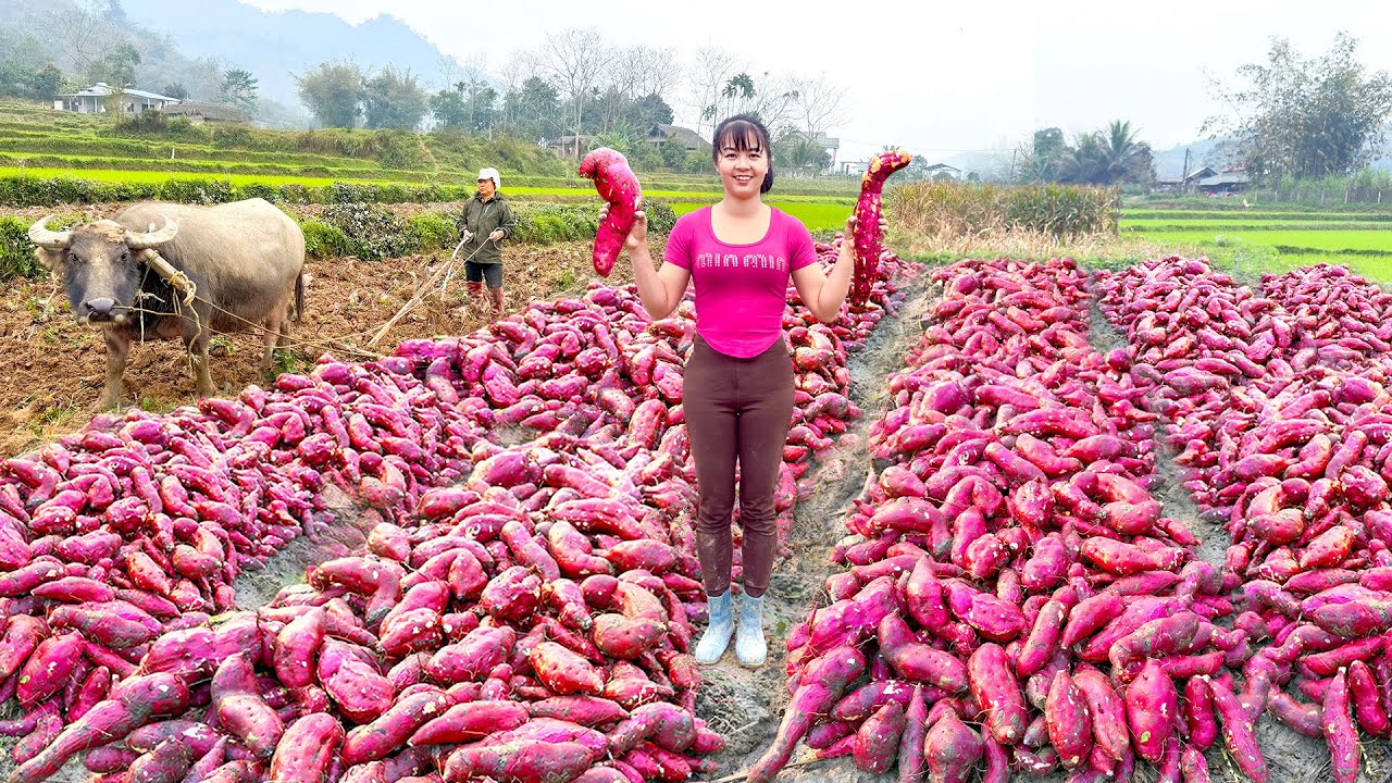 Harvest Many Sweet Potato, Use 3-Wheeled Vehicle To Transport Lots Of Sweet Potato Go To Market Sell