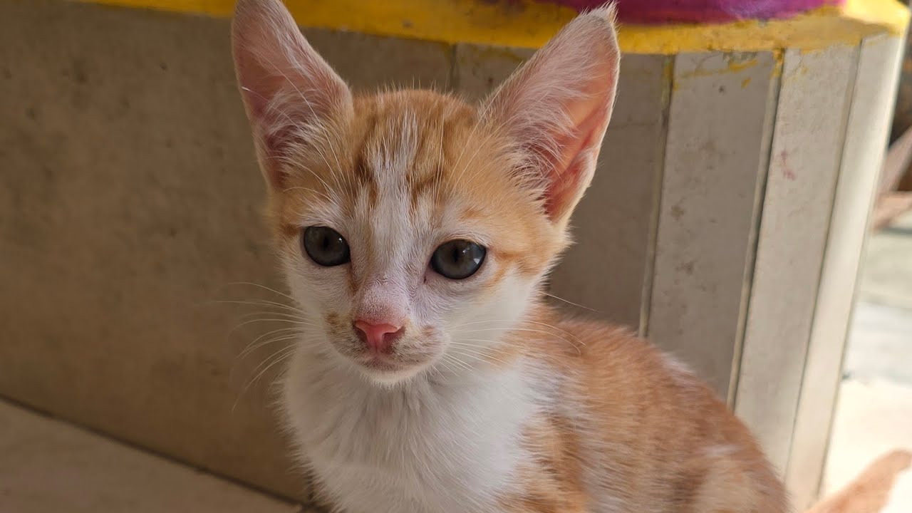 Let's have fun with kittens #cat #kitten #catlove