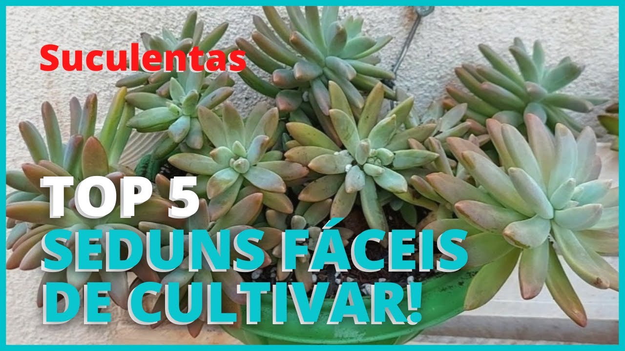 TOP 5 SUCULENTAS DO GÊNERO SEDUM MUITO FÁCEIS DE CULTIVAR | Dicas de Cultivo