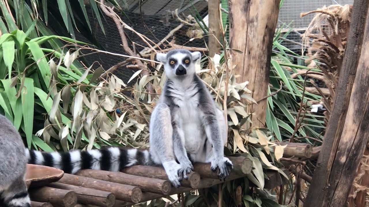 Inside Exotic Animals World, Stellenbosch, South Africa. Walking tour, March 2023 #lemur #animals