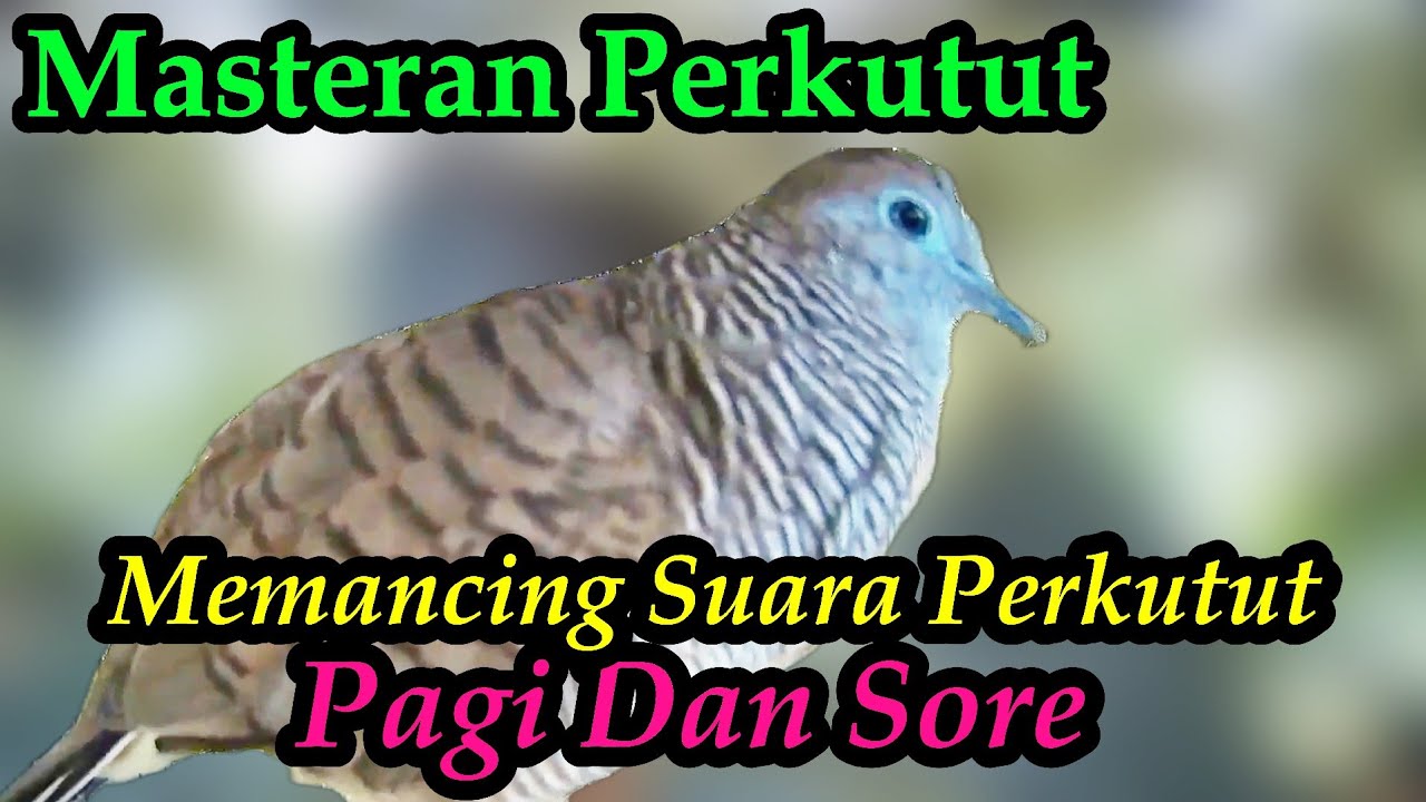 Perkutut Lokal Gacor Pancingan Ampuh#Perkututlokalgacor#kutut#perkututbangkok#masteranperkutut