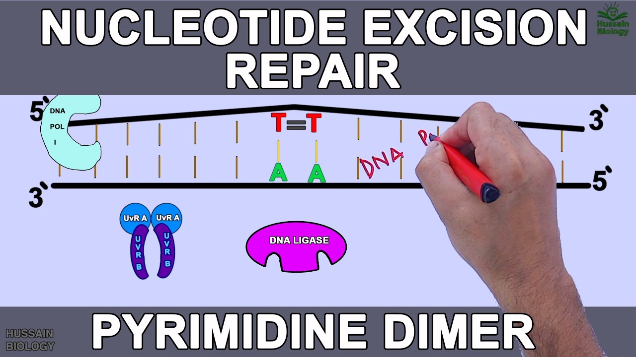 Nucleotide Excision Repair in Prokaryotes