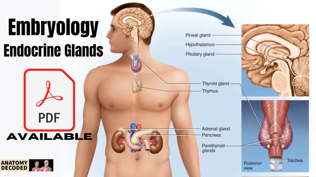 Embryology of Endocrine System | Pituitary | Thyroid | Adrenal & More..@anatomydecoded