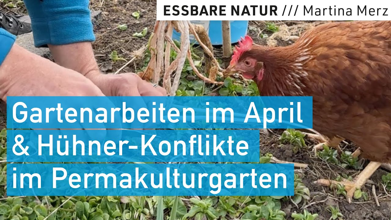 Frühling im Permakulturgarten: Beetvorbereitung, säen, mulchen,  Mischkulturplanung & Hühnerstreit