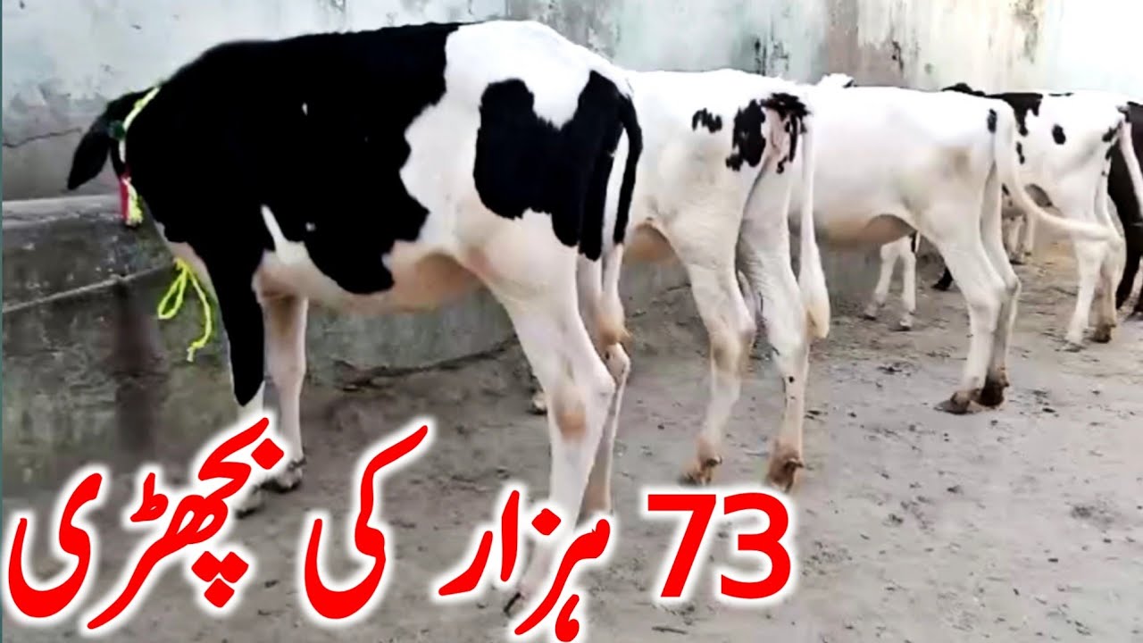 Bachri Farming Bussiness In Pakistan | Australian Friesian Hiefers || Global Village Farming