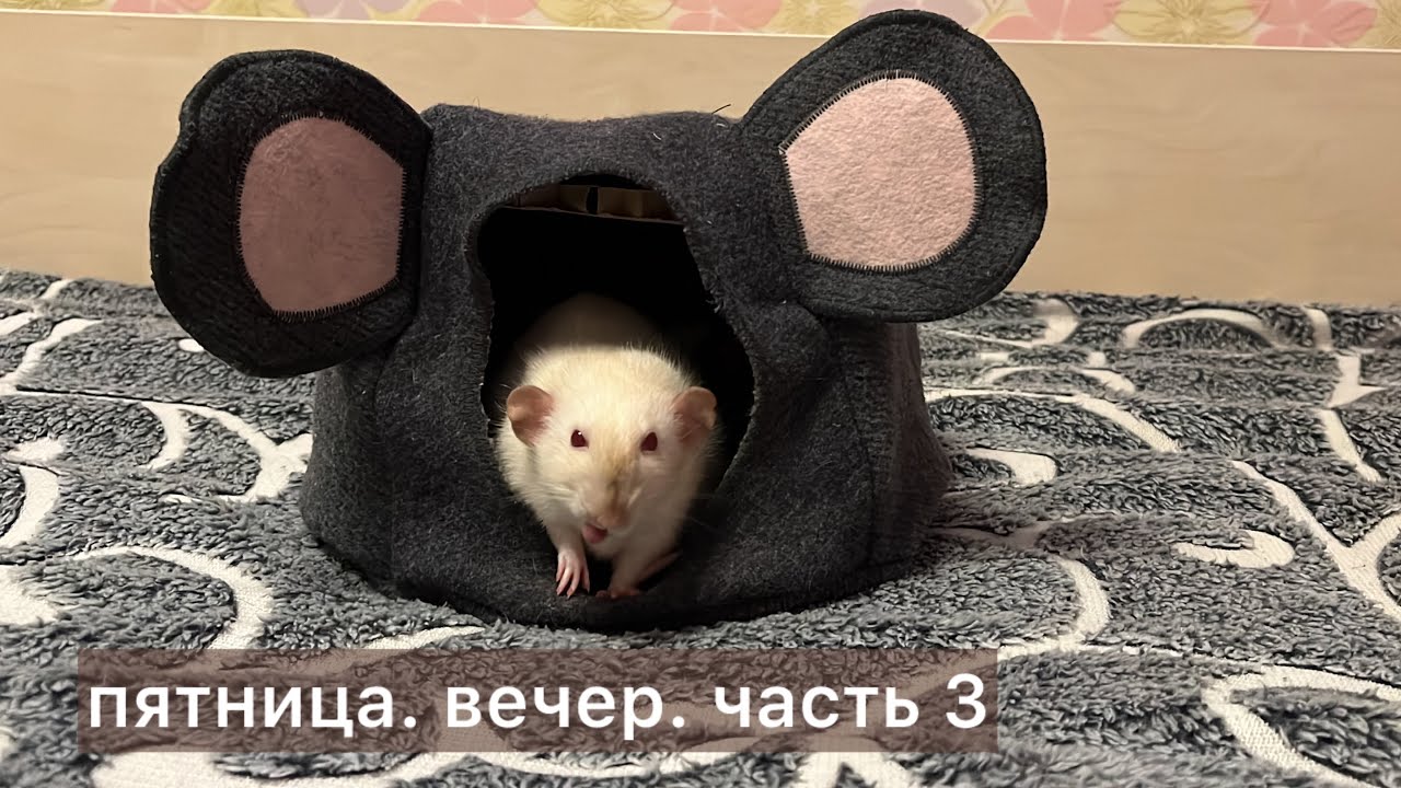 Пятницв. Вечер. Часть 3. #крысы #rats #cute 