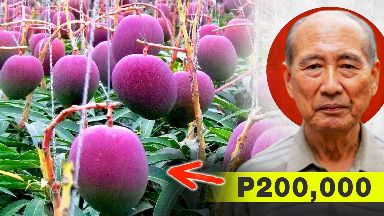 Ang Pinakamahal Na Mangga Sa Mundo - P200,000 Dalawang Mangga