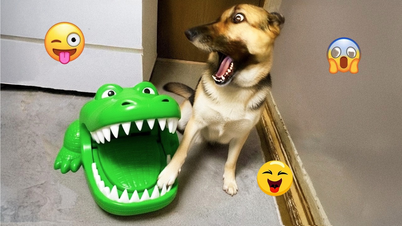 You Can’t Stop Laughing At These Pets 🤣 | Funny Dogs Video 2026