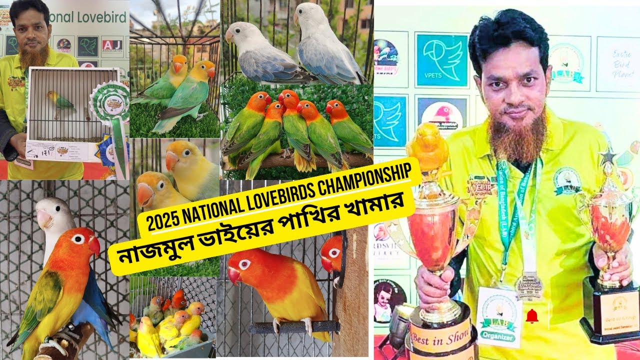 লাভবার্ডস চ্যাম্পিয়ন নাজমুল ভাইয়ের পাখির খামার || লাভবার্ড  পাখি || Lovebird || Birds | @StartupBD03