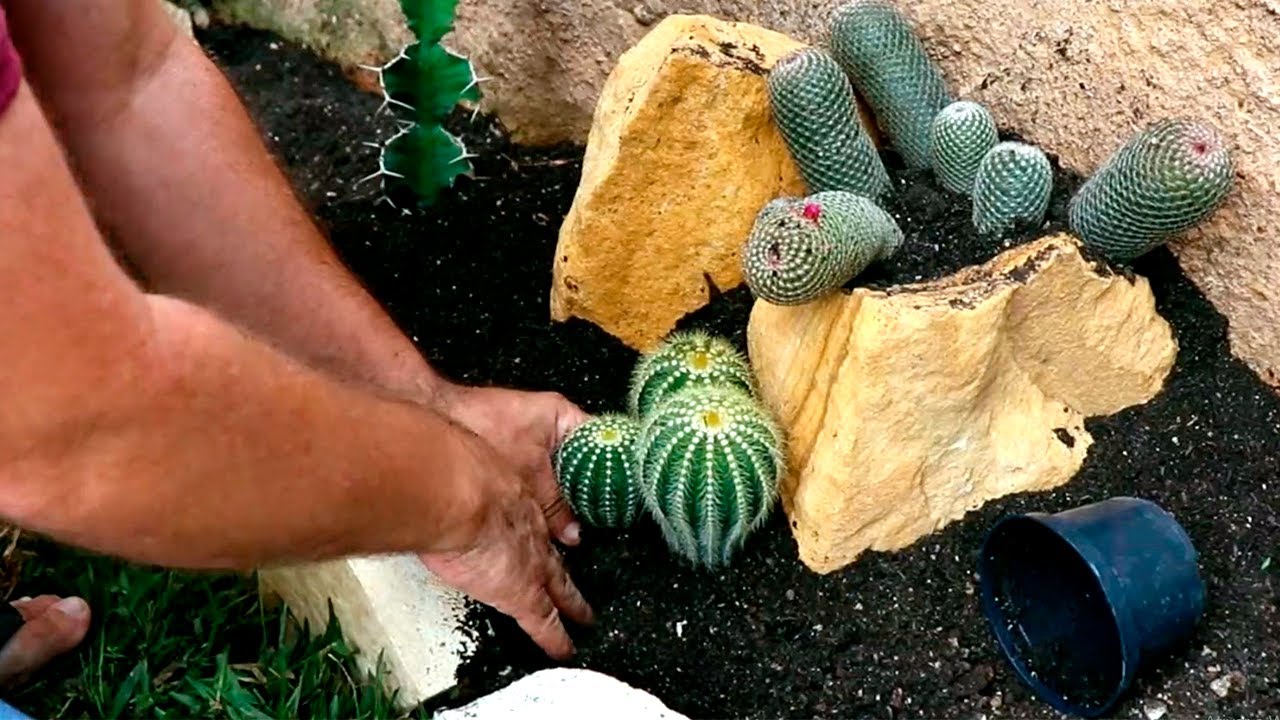 JARDIM DE CACTOS E SUCULENTAS,#SOLPLENO #CHUVA #TEMPO