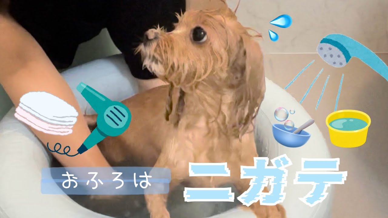 おふろはニガテなもなかさん