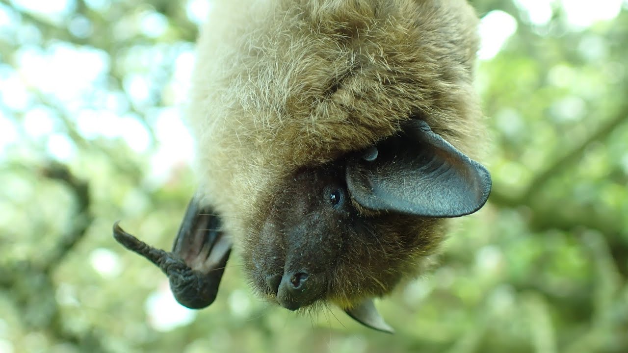 Laatvlieger/Serotine bat (Eptesicus serotinus)