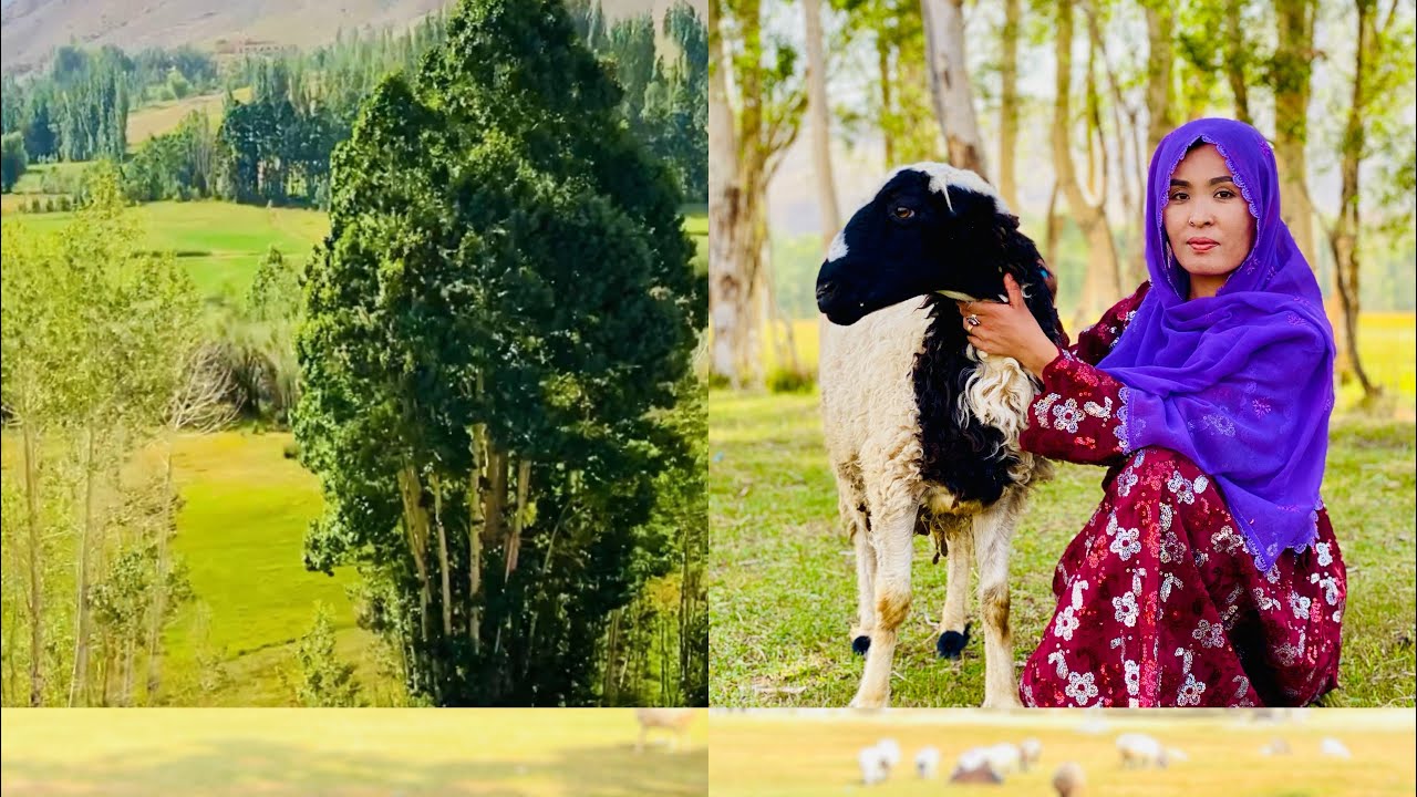 منطقه زیبای شیرداغ واقعن جای دیدنی هست دوستا 🤭❤️❤️#هزارگی #جاغوری #عروسی #