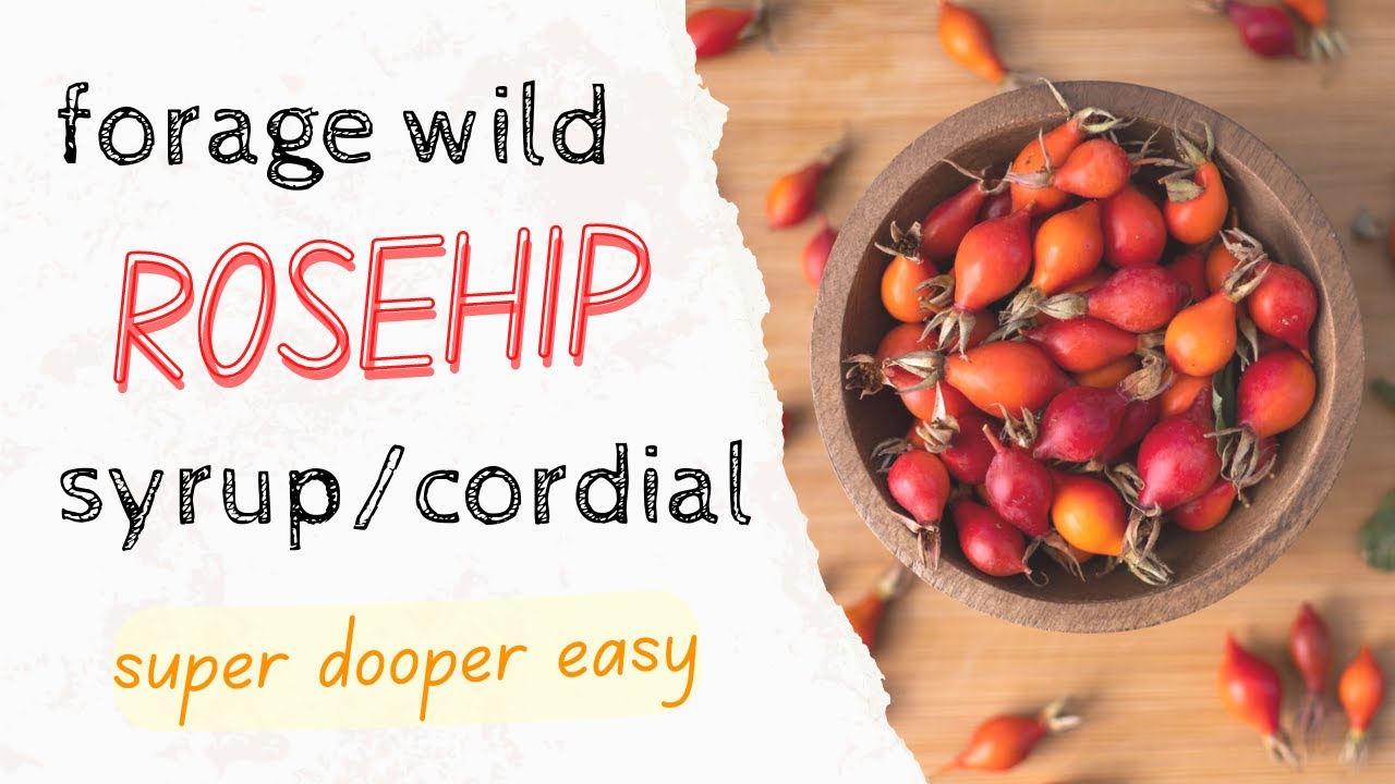 How to forage and make rose hip syrup