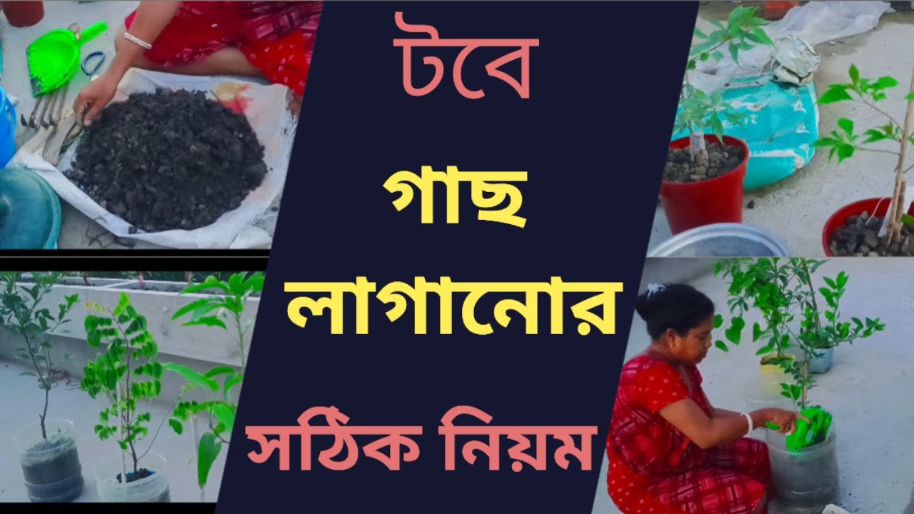 টবে গাছ লাগানোর নিয়ম-নীতি। টবে গাছ লাগানোর পদ্ধতি। টবে গাছ লাগানোর মাটি তৈরি। Rooftop Garden.