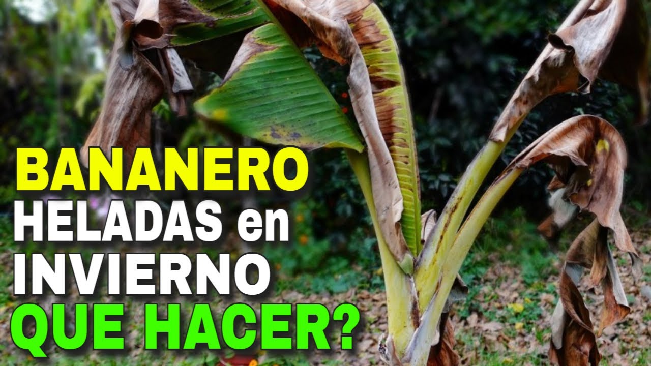 🍌Cómo cuidar los Bananeros del Frío y las Heladas?❄️