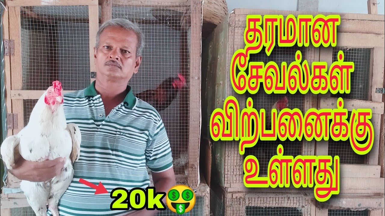 தரமான சேவல்கள் விற்பனைக்கு உள்ளது // கரூர் சுந்தர் ராஜன் சேவல்