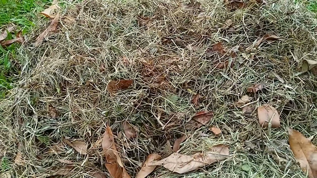 Cómo hacer heno para nuestros conejos y cuy