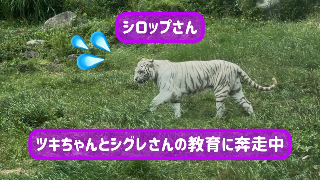 不器用なシグレさん☔️と要領の良いツキちゃん🌙【教育ママシロップさん】