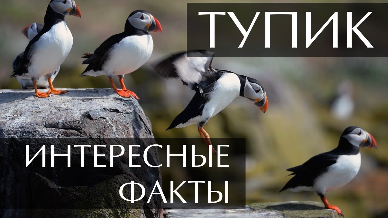 Птица Тупик - интересные факты