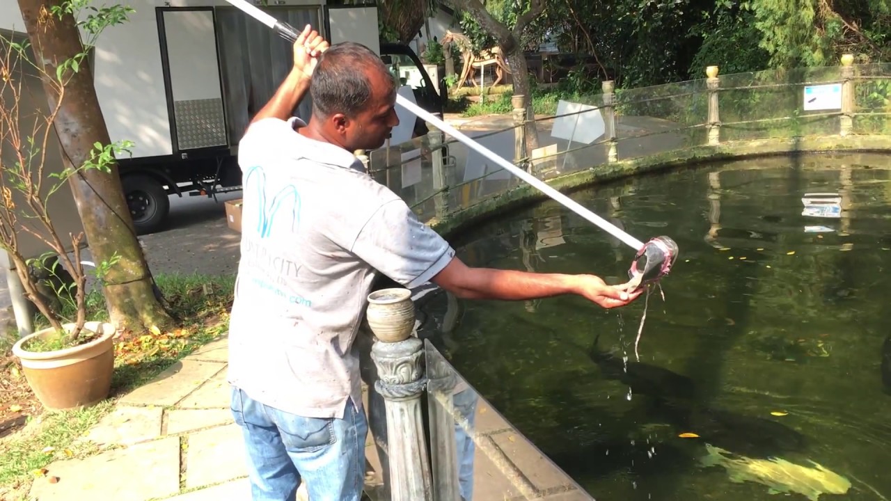Worker retrieving coins from a turtle pond