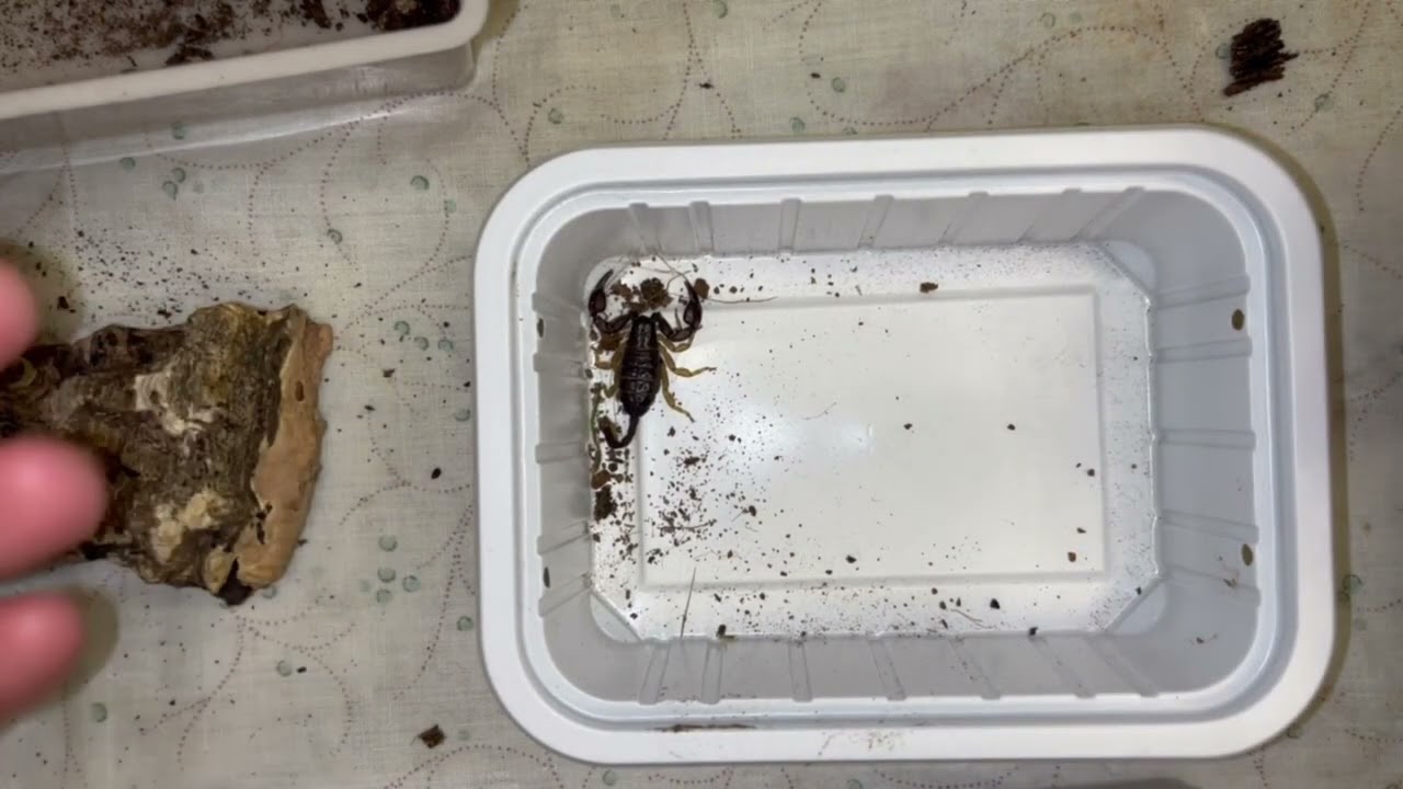 SISTEMIAMO LO SCORPIONE ITALIANO - Tetratrichobothrius flavicaudis