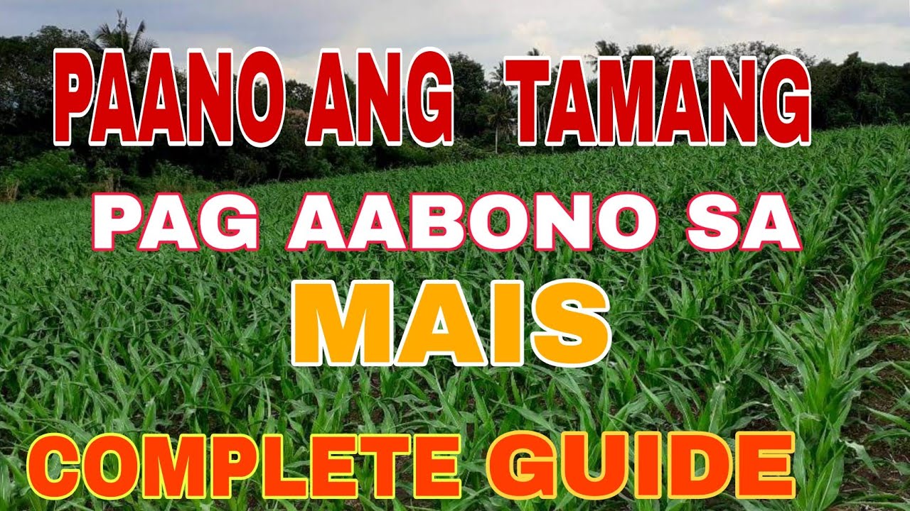 PAANO ANG TAMANG PAG ABONO SA MAIS (COMPLETE GUIDE) GABAY SA  PAG AABONO SIMULA PAGKATANIM