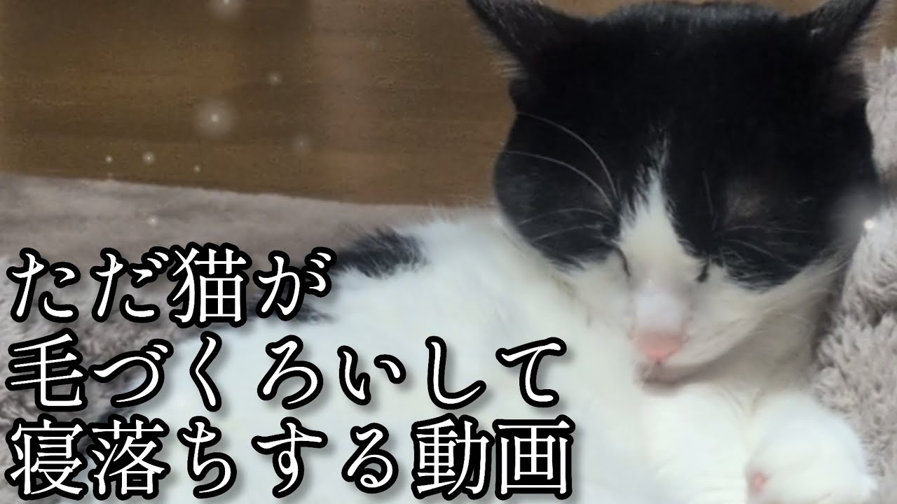【疲れた人に贈る】ただ猫が毛づくろいして寝落ちする動画